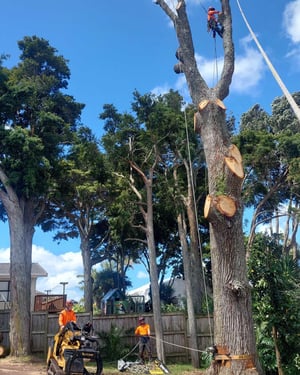tree felling
