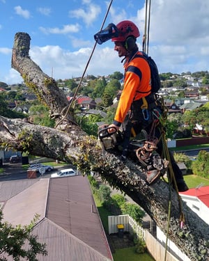 arborist in tree