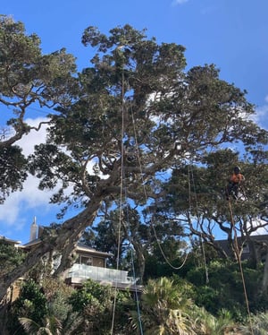 Canopy Maintenance