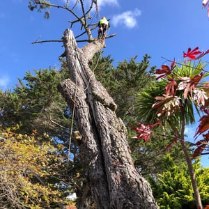 BEFORE YOU PRUNE