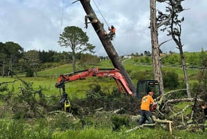 Pine Tree Felling-1