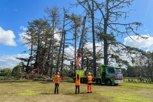 Shelter Belt Removal-1