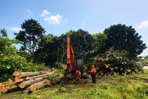 Tree Clearing-1