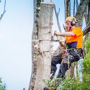 PRUNING TIPS