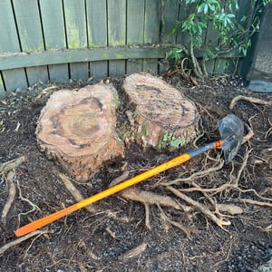 Tree-Stump-01-v1
