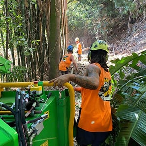 Bamboo Flax Removal