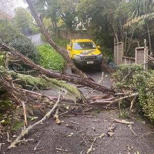 Blog Fallen Tree