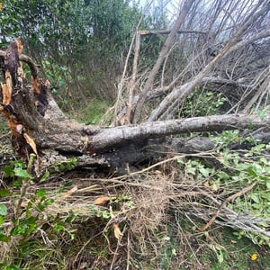 Blog Fallen Tree