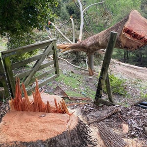 Blog Fallen Tree