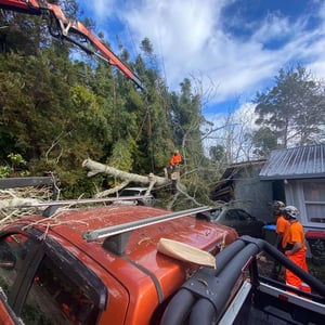 Blog Fallen Tree