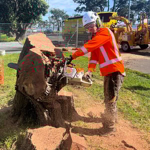 Careers Tree King
