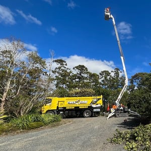 Cutting Tree