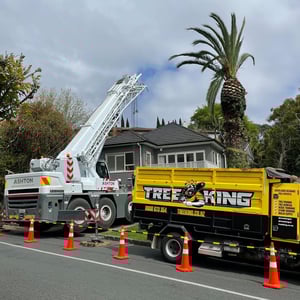 Career in Tree King