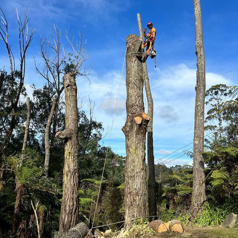 Treechopper Job Careers - Tree King