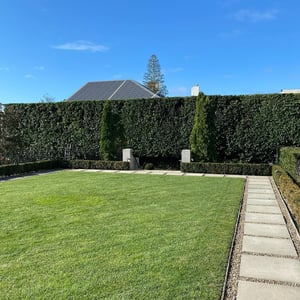 Hedge Trimming