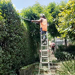 Hedge Trimming