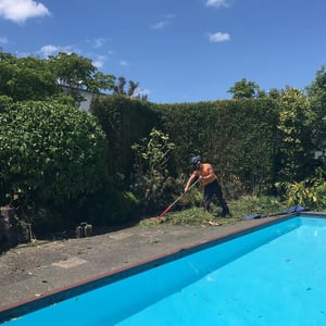 Hedge Trimming