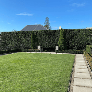 Hedge Trimming
