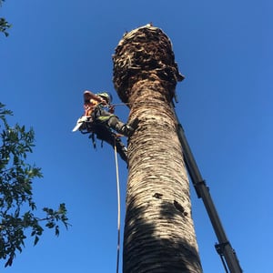 Palm Removal
