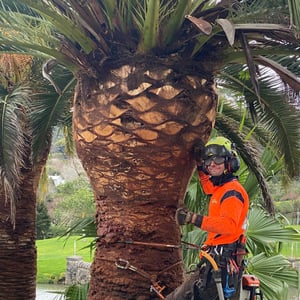 PHOENIX PALM REMOVAL
