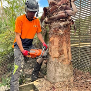Palm Removal