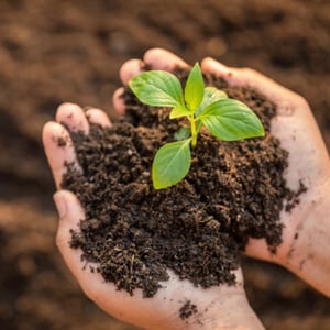 Tree and Hedge Planting