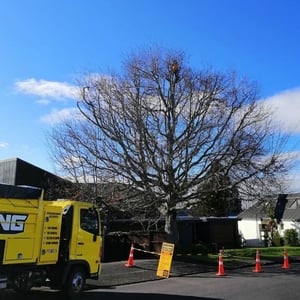Use Tree King