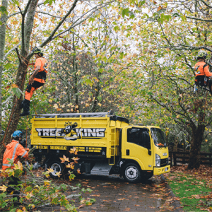 Tree Pruning