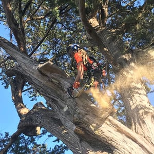 Tree Removal