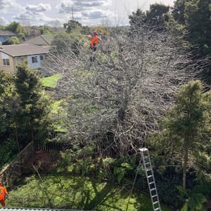 Untitled (LinkedIn Post)