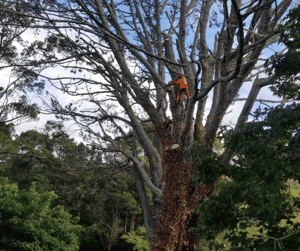 Untitled design (38)-1