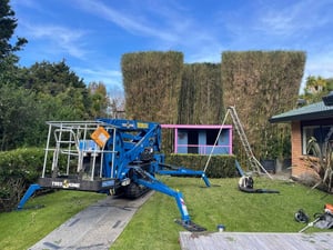 Tall Hedge Trimming
