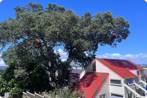 tree pruning warkworth (2)