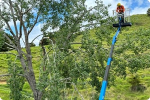 tree pruning warkworth (4)