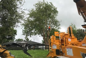 tree pruning warkworth (7)